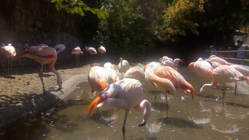 51332224_10216531770703371_7933126769798807552_n