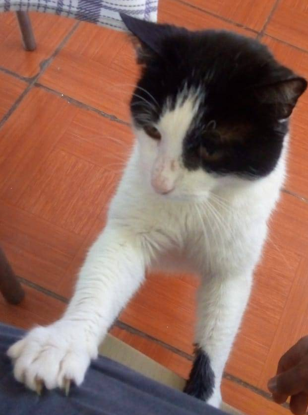 tener una mascota aporta innumerables beneficios